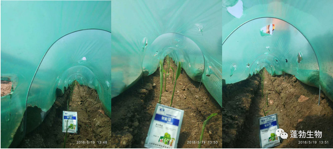 Field experiment