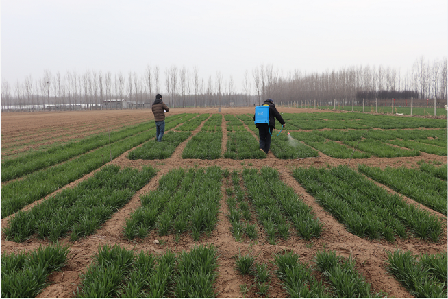 Field experiment